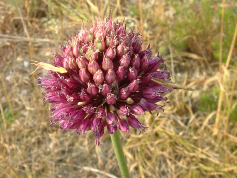 Allium spp. pl.